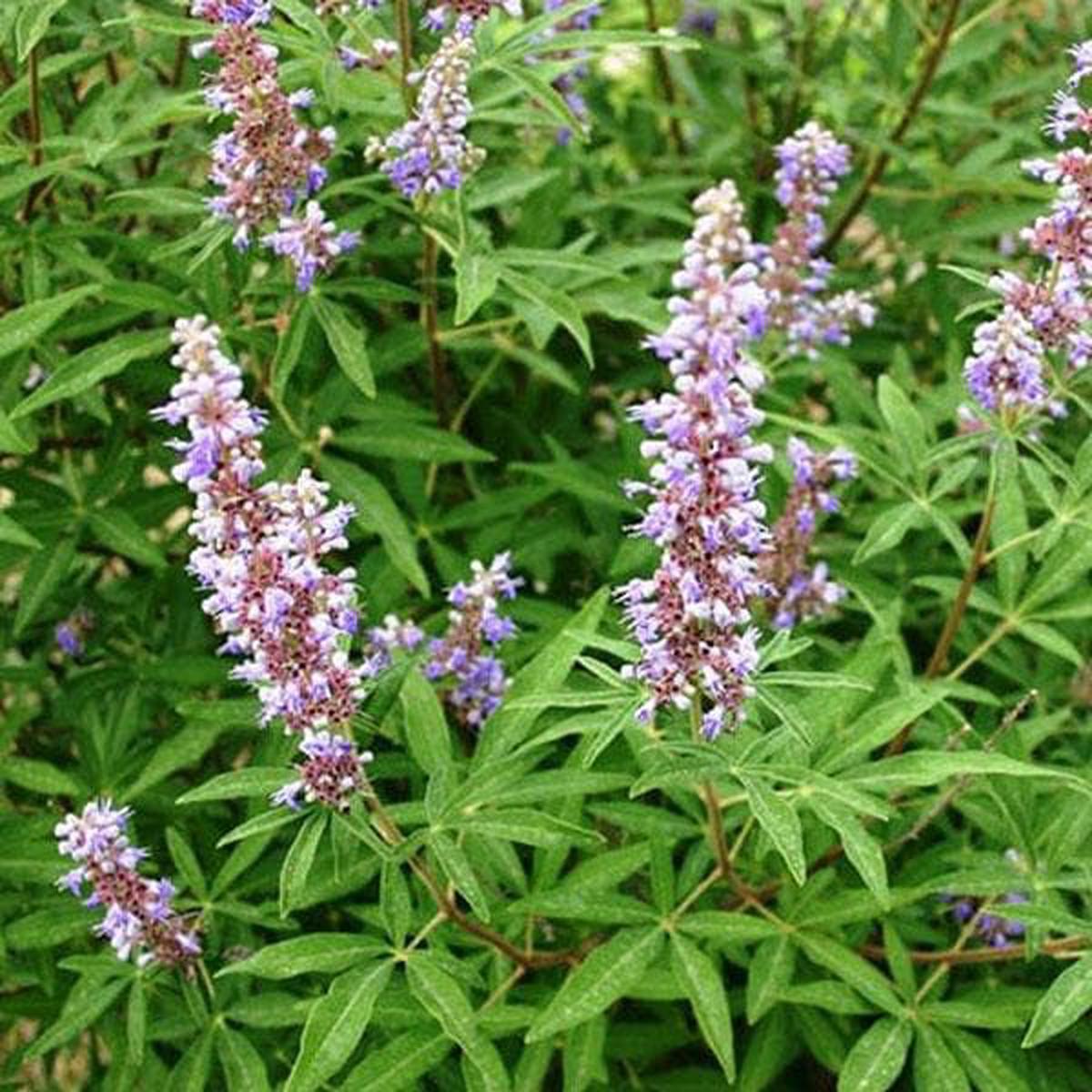 Vitex negundo, Nirgundi - Plant
