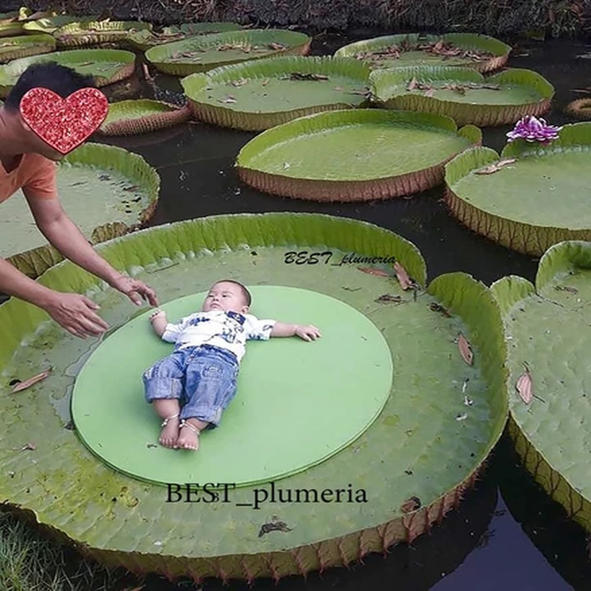WOW ! Victoria Amazonica/Giant Water Lily/Lotus/ 50 seeds!