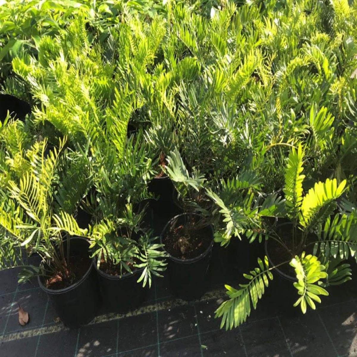 Zamia integrifolia (Wild Sago)
