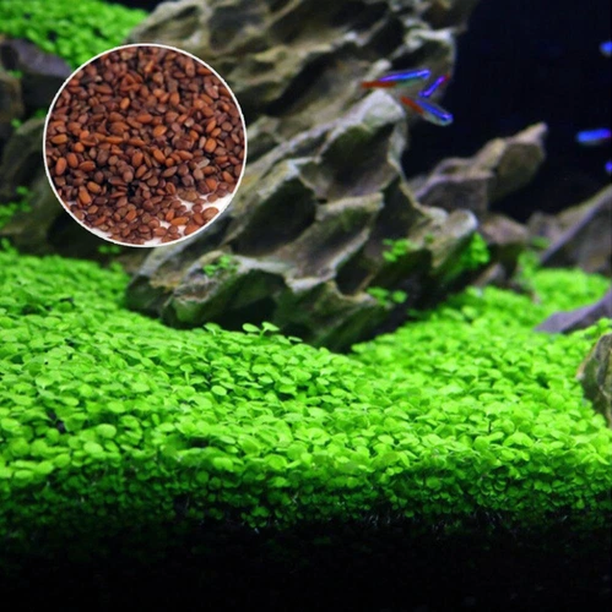 100+ Seeds Fish Tank Aquarium Plant Aquatic Water Grass Leaf UK Signed For48