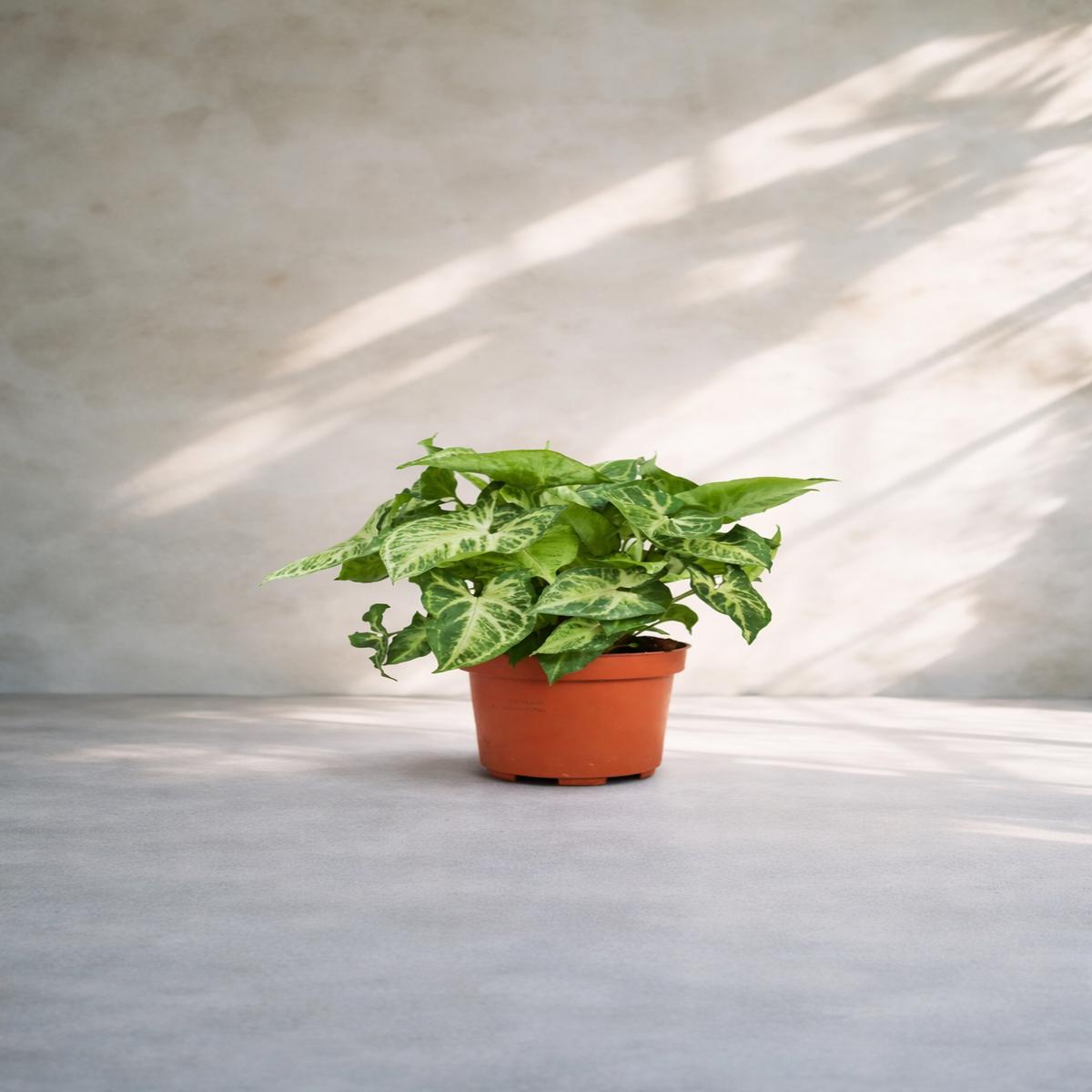 Syngonium Green Plant -  
