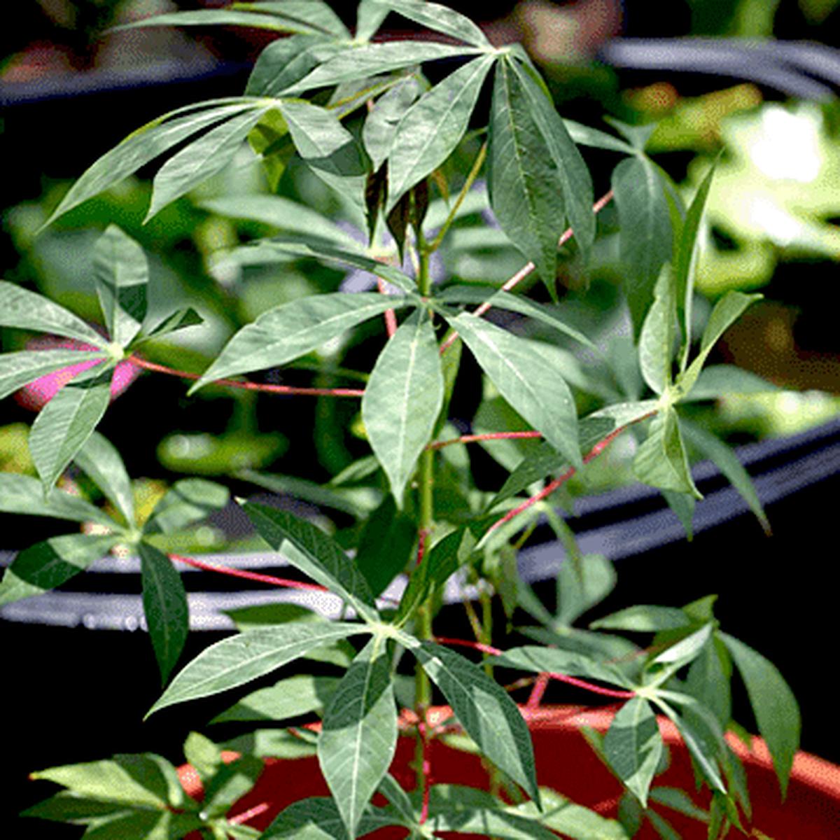 Tapioca, Portuguese pronunciation - Plant