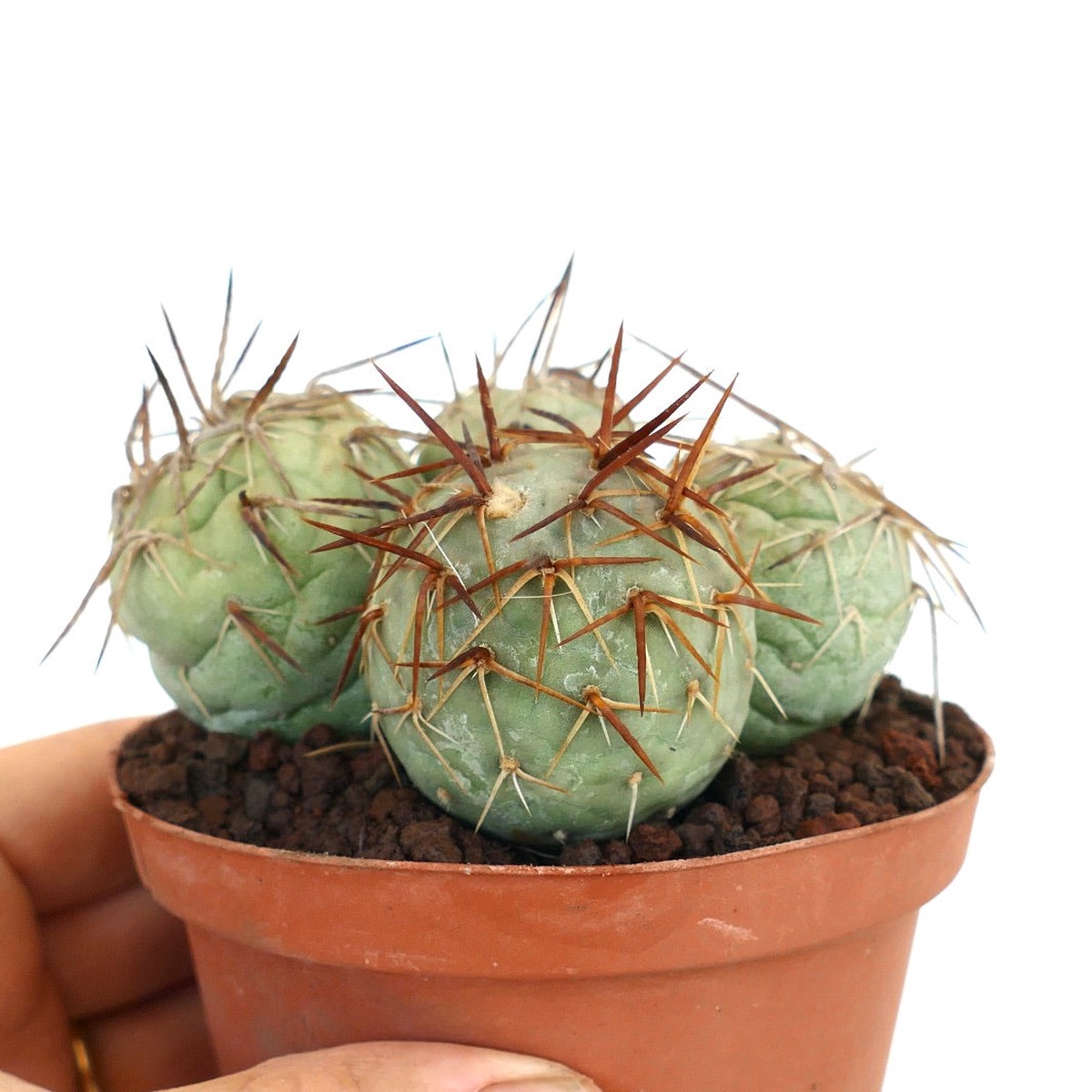 Tephrocactus geometricus FIVE BALLS & BROWN SPINES