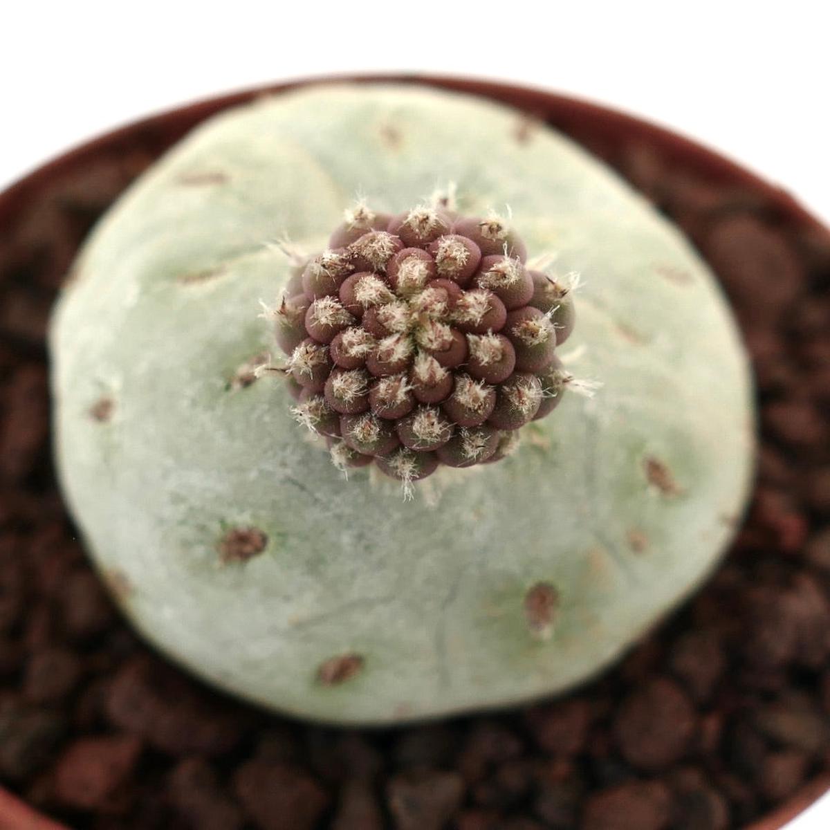 Tephrocactus geometricus TWO BALLS 5368P