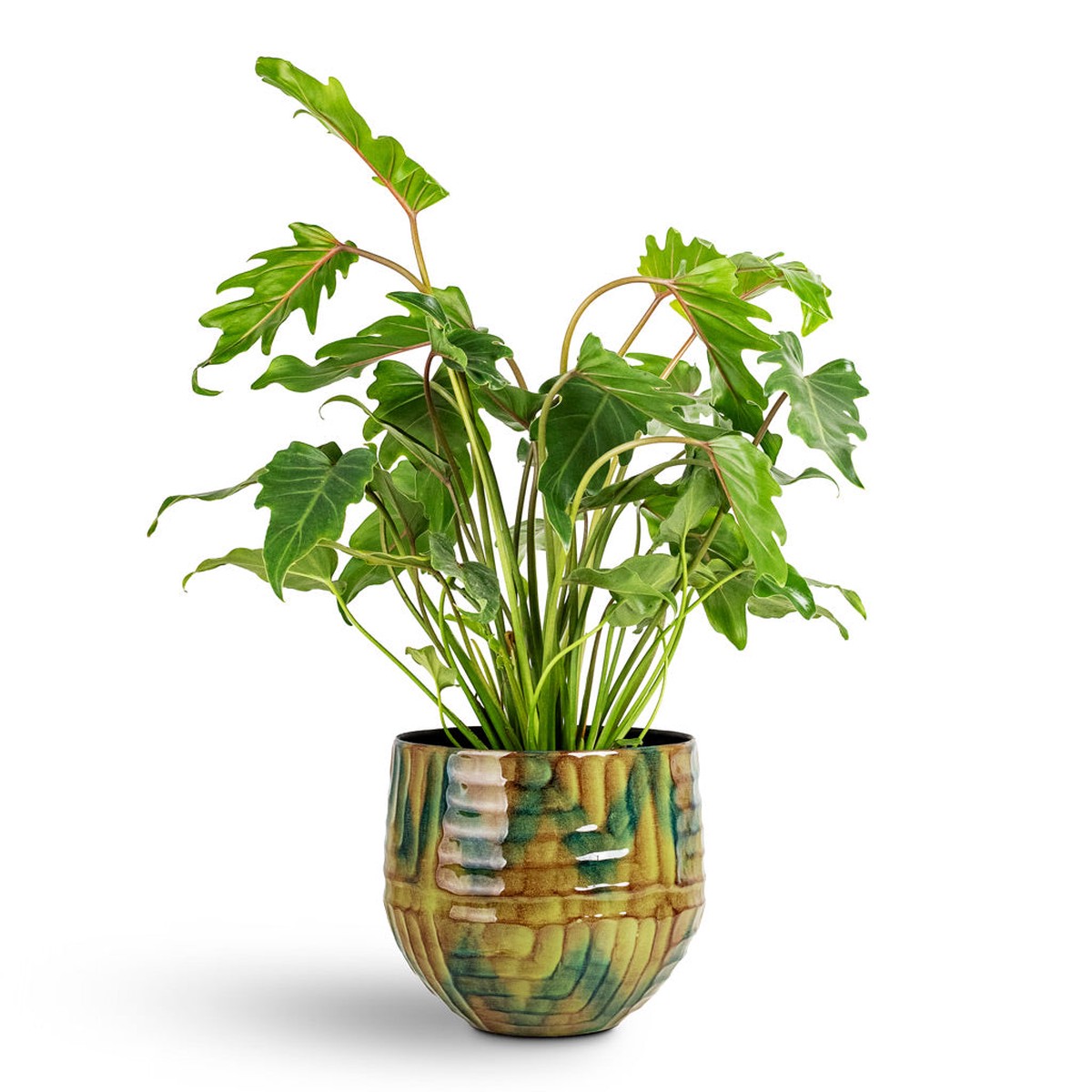 Thaumatophyllum Xanadu - Philodendron Xanadu