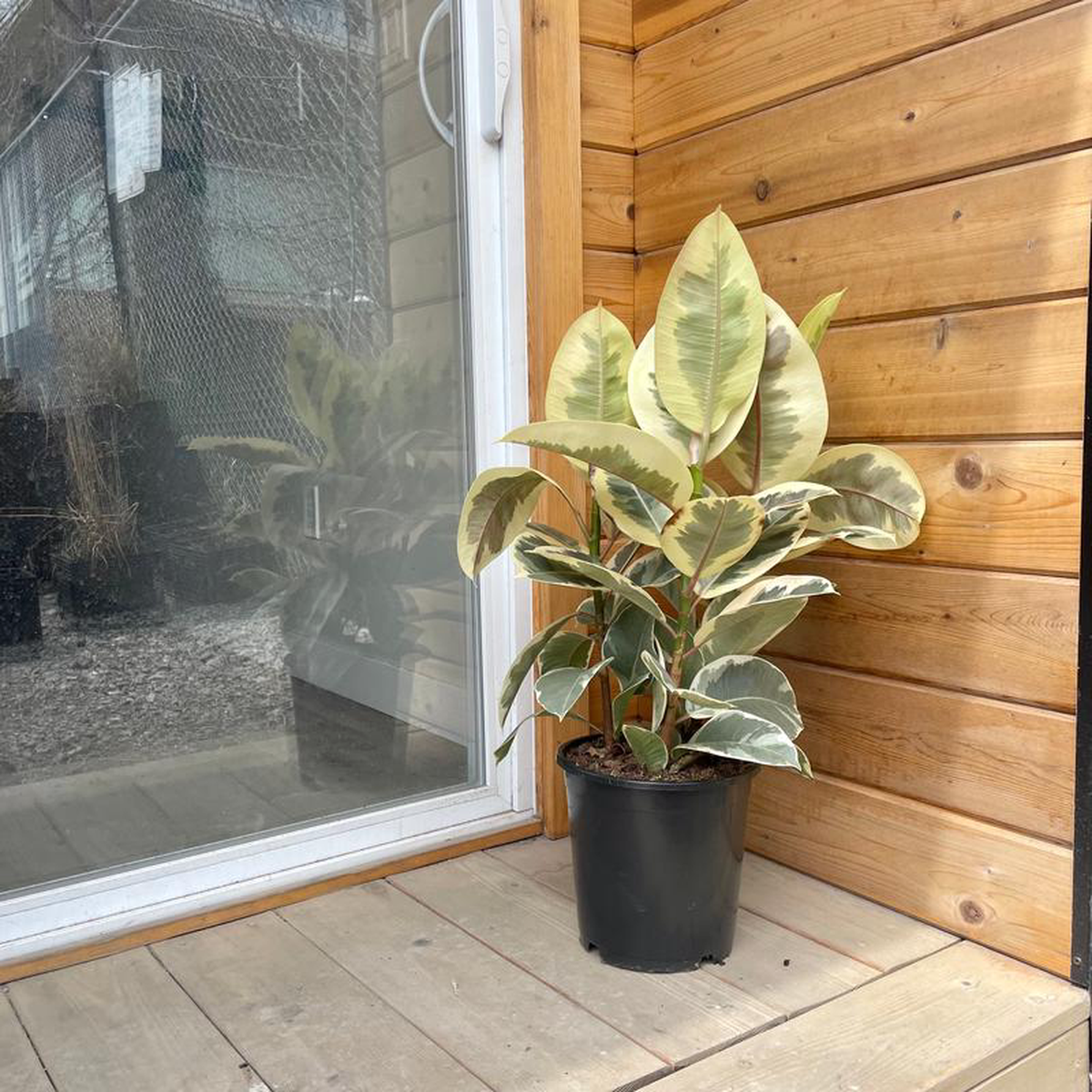 Tineke Rubber Bush: Ficus elastica  8 inch pot  2.5-3 foot tall