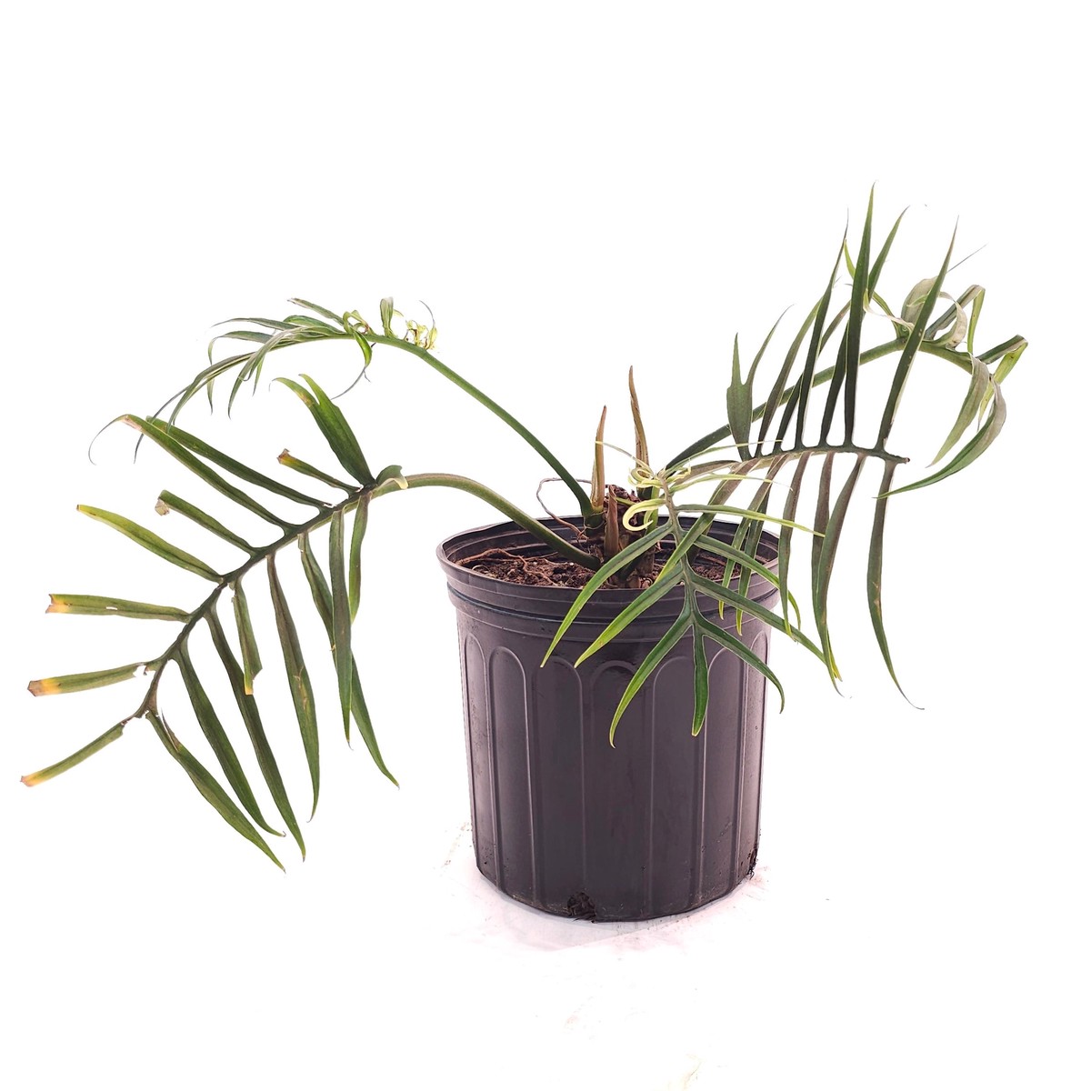Tortum: Philodendron bipinattifidum - 10 inch pot
