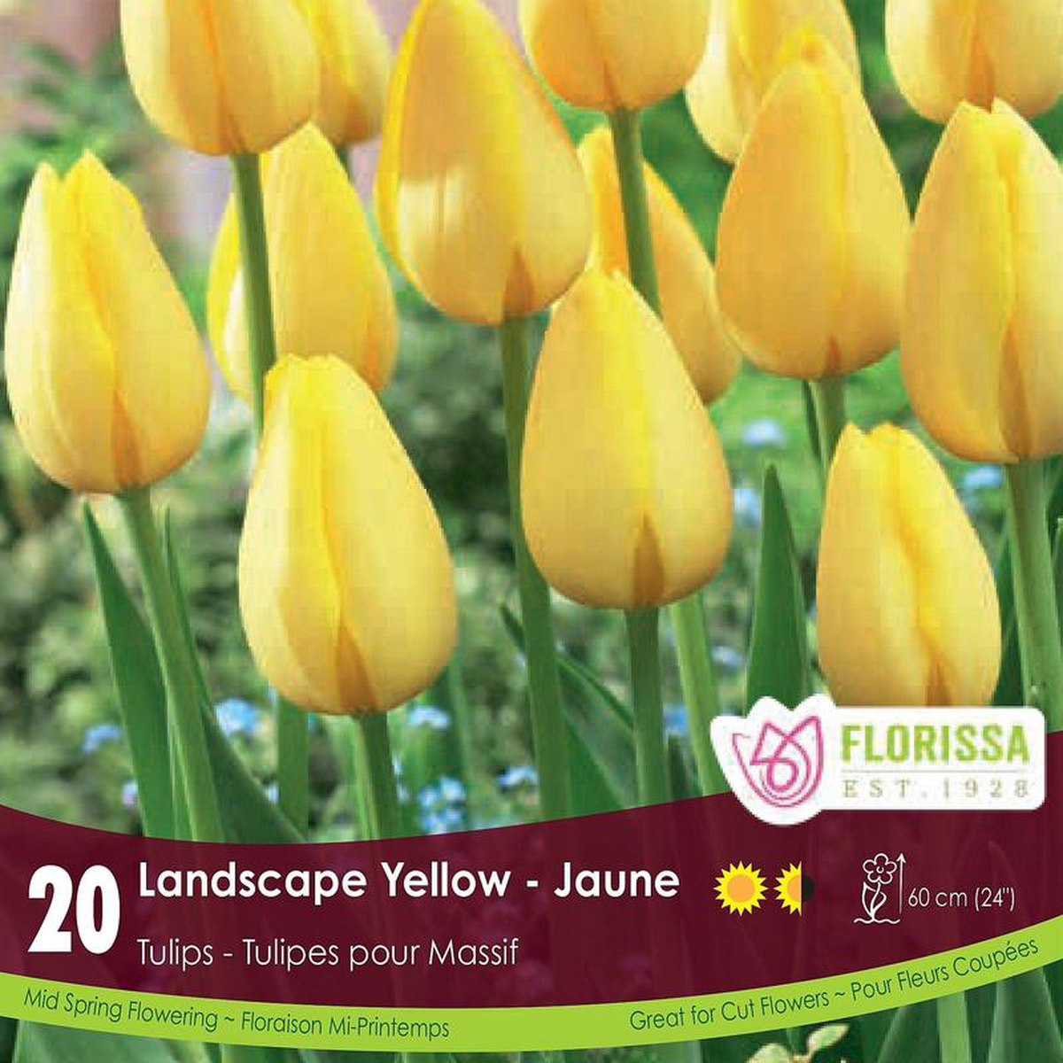 Tulip 8211 Landscape Yellow BONUS 20 Pack