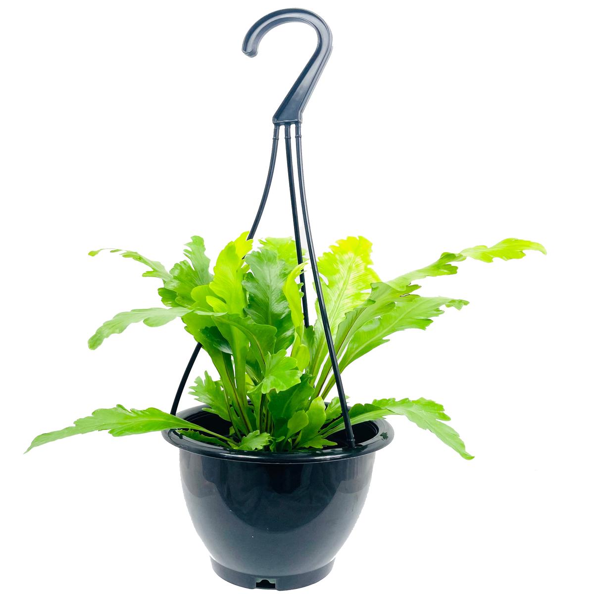 Victoria Japanese Birdsnest Fern Hanging Basket - Live Plant in a 4 Inch Hanging Pot - Asplenium Nidus (antiquum) 'Victoria' - Beautiful Clean Air Indoor Houseplant Fern