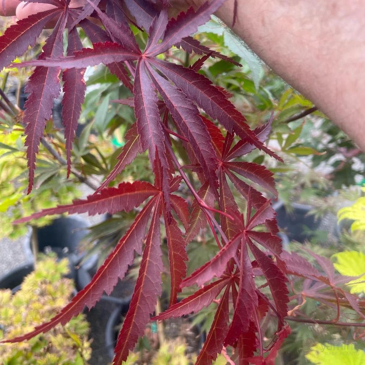 Acer palmatum Oshu Beni