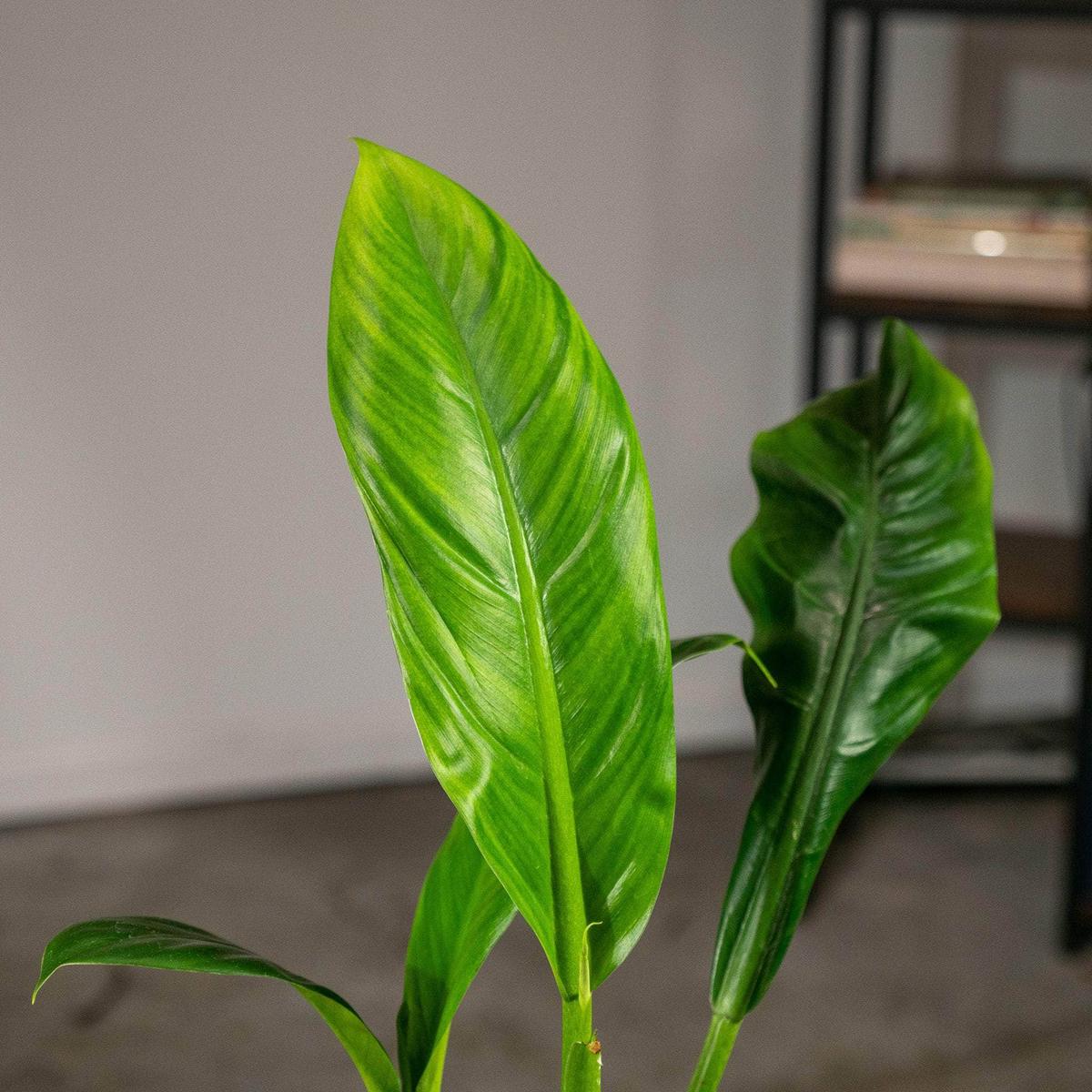 Philodendron linnaei aff.