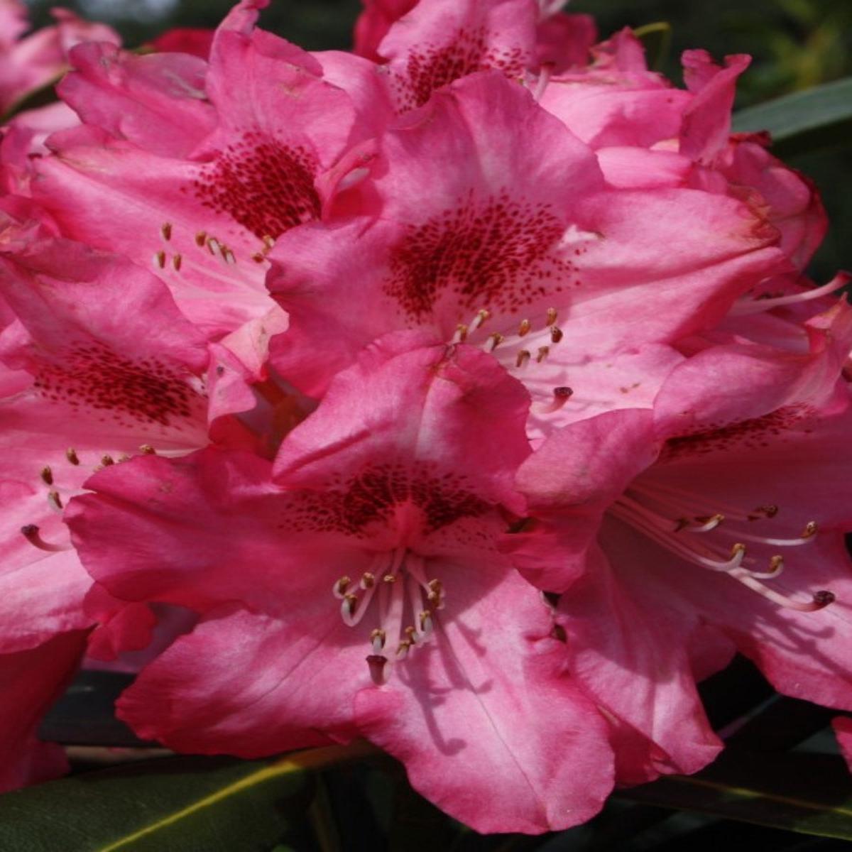 Rhododendron 'Sneezy' 2G