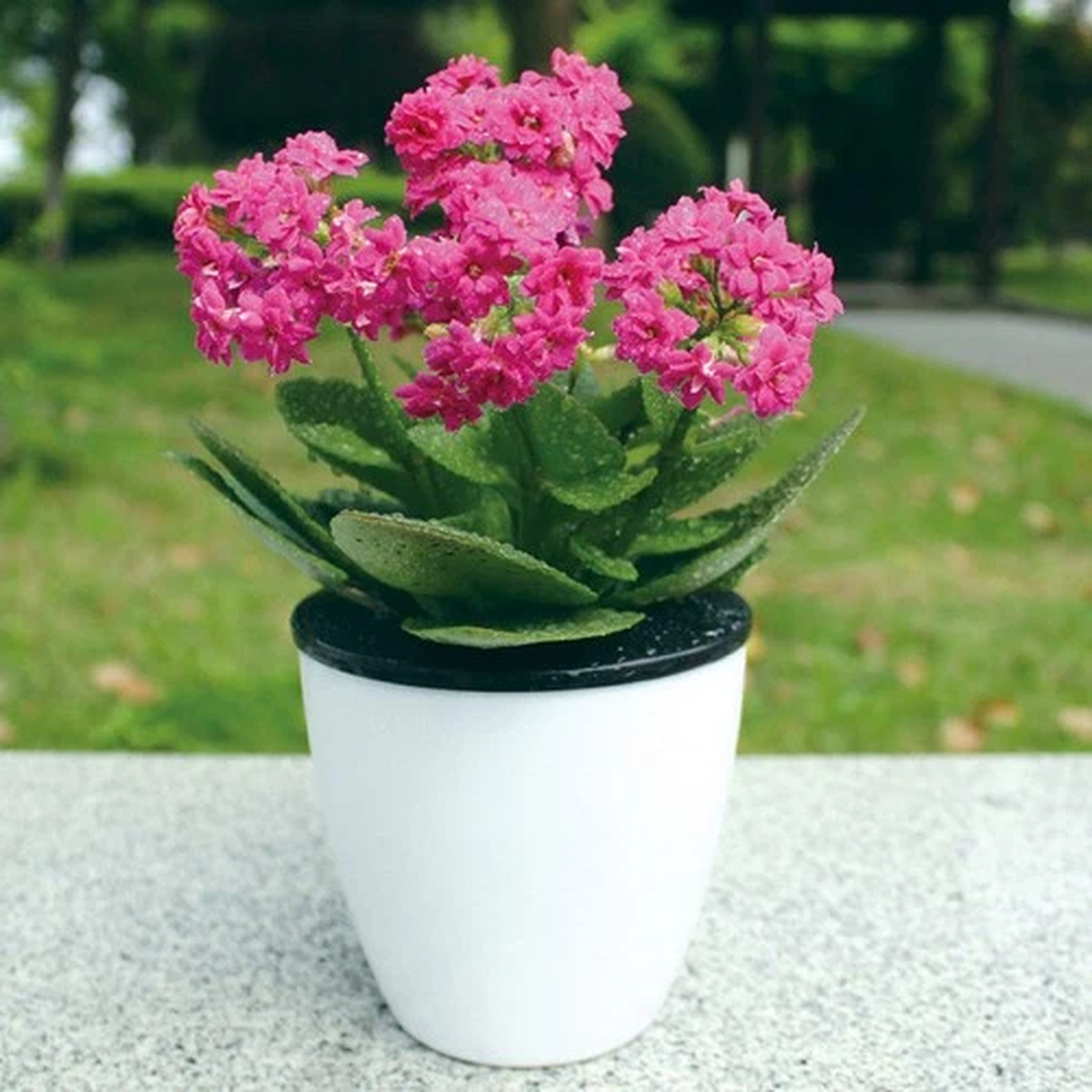 Self-watering Planter Flower Pots Automatic Absorbing Flowerpot Planting