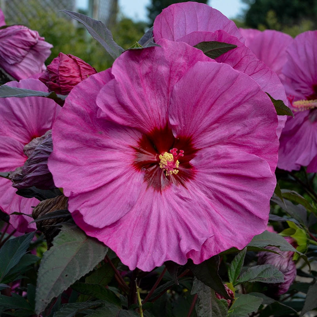 Summerific Berry Awesome Hibiscus PP27936