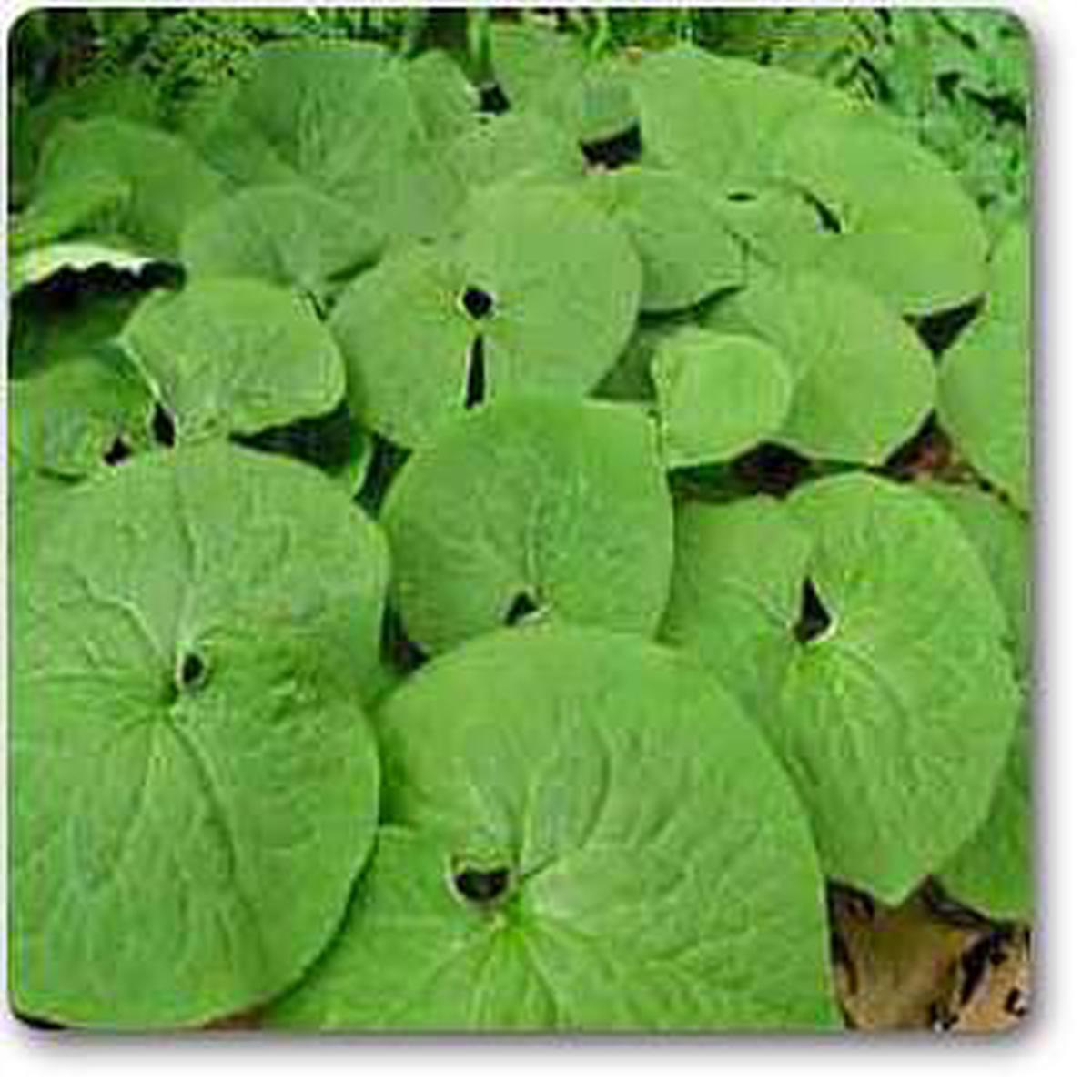 Wild Ginger, Asarum Canadense - Plant - Default Title