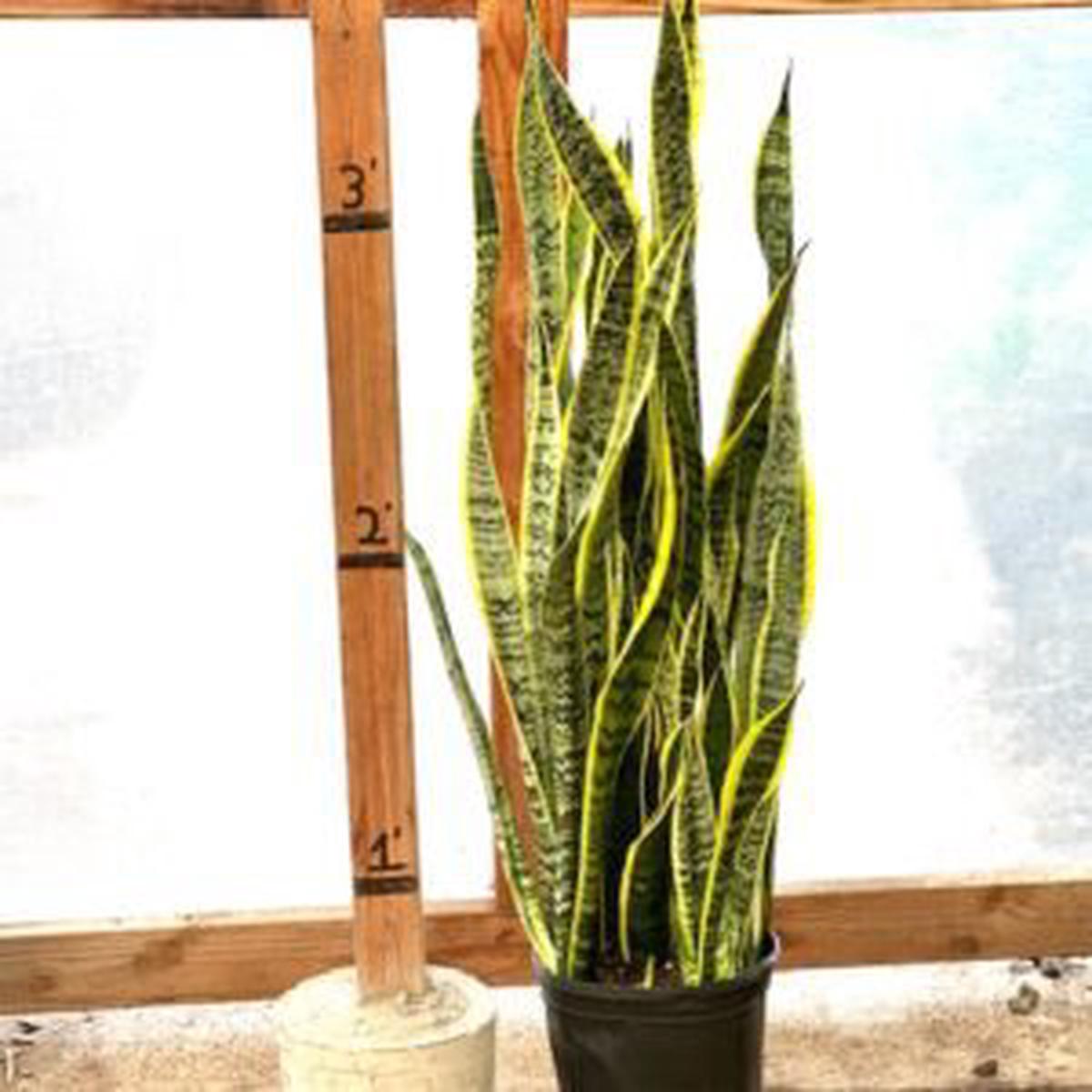 09" Sansevieria Laurentii