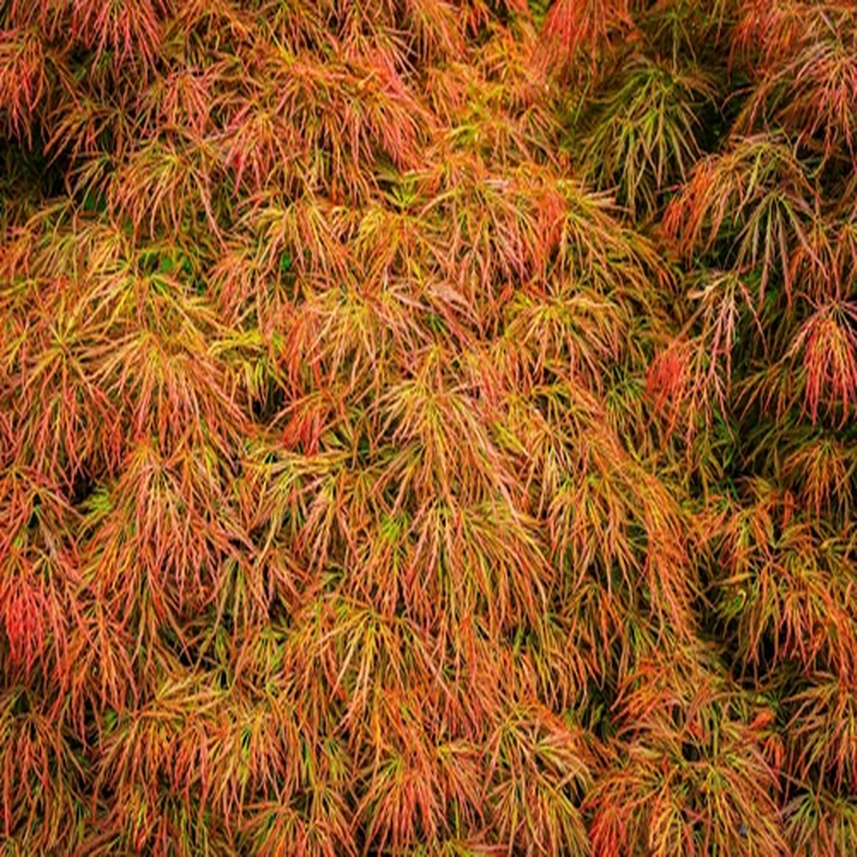 10 WEEPING LACELEAF MAPLE Japanese Acer Palmatum Dissectum Yellow Red Tree Seeds