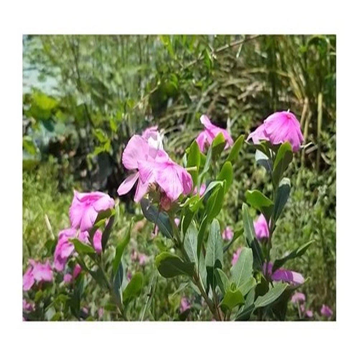 30x Catharanthus roseus Madagascar Evergreen Shrub Plants - Seeds B474