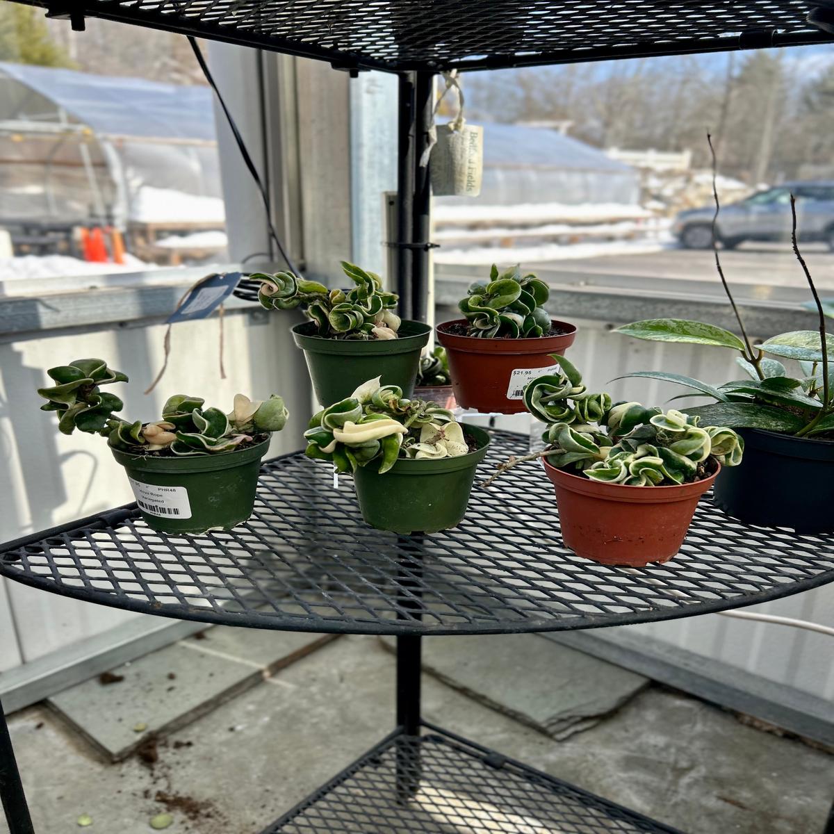 4" Variegated Rope Hoya