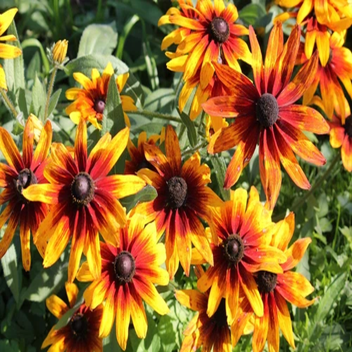 4000 GLORIOSA DAISY INDIAN SUMMER Rudbeckia Hirta Flower Seeds *Flat S/H