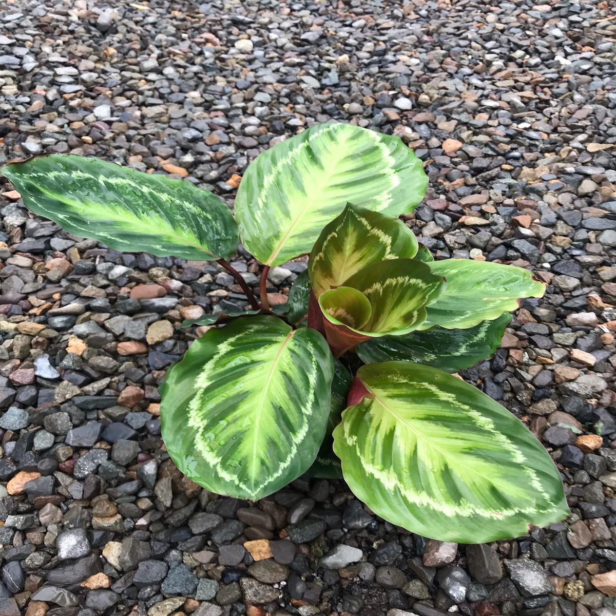 6" Calathea Jungle Cat