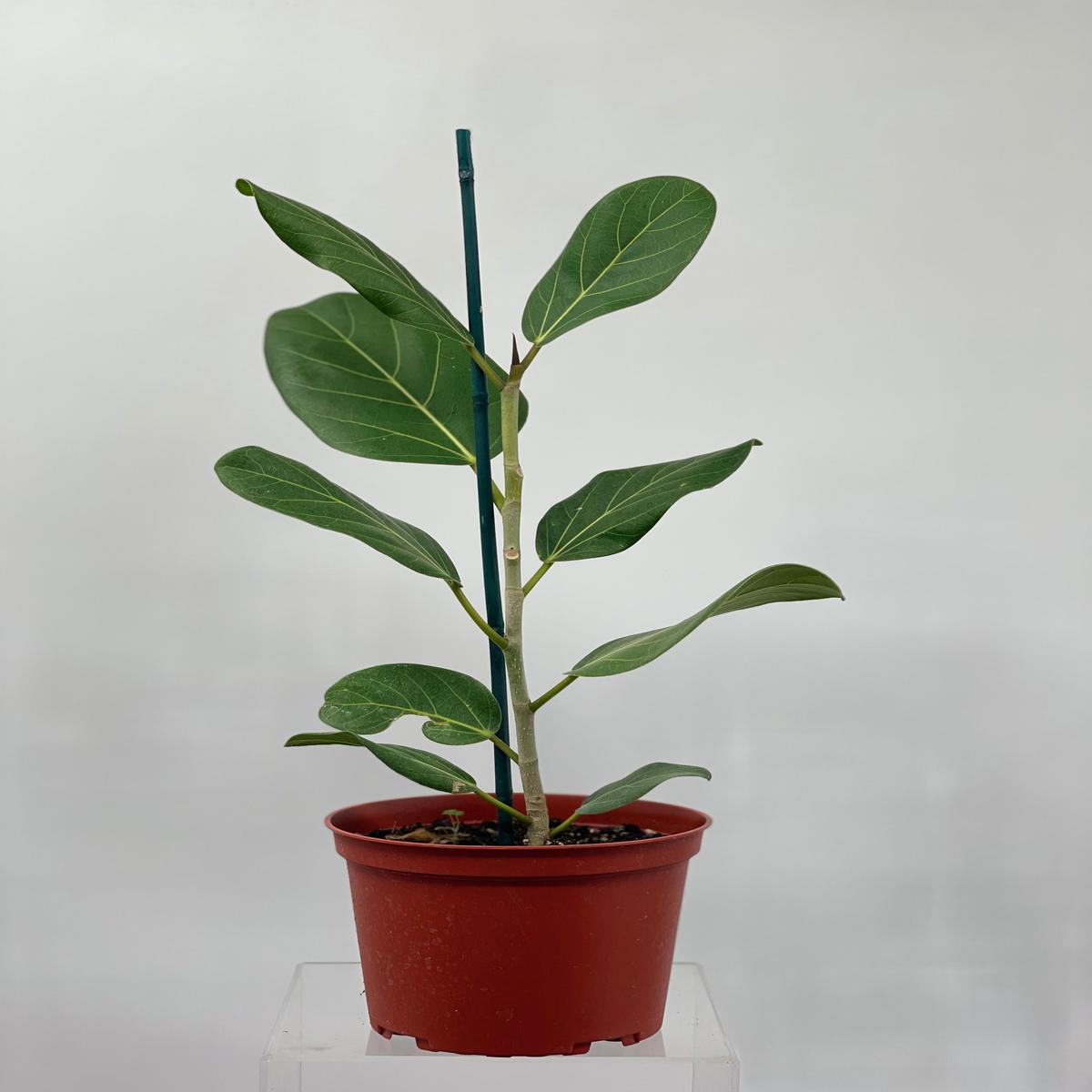 6" Ficus Audrey