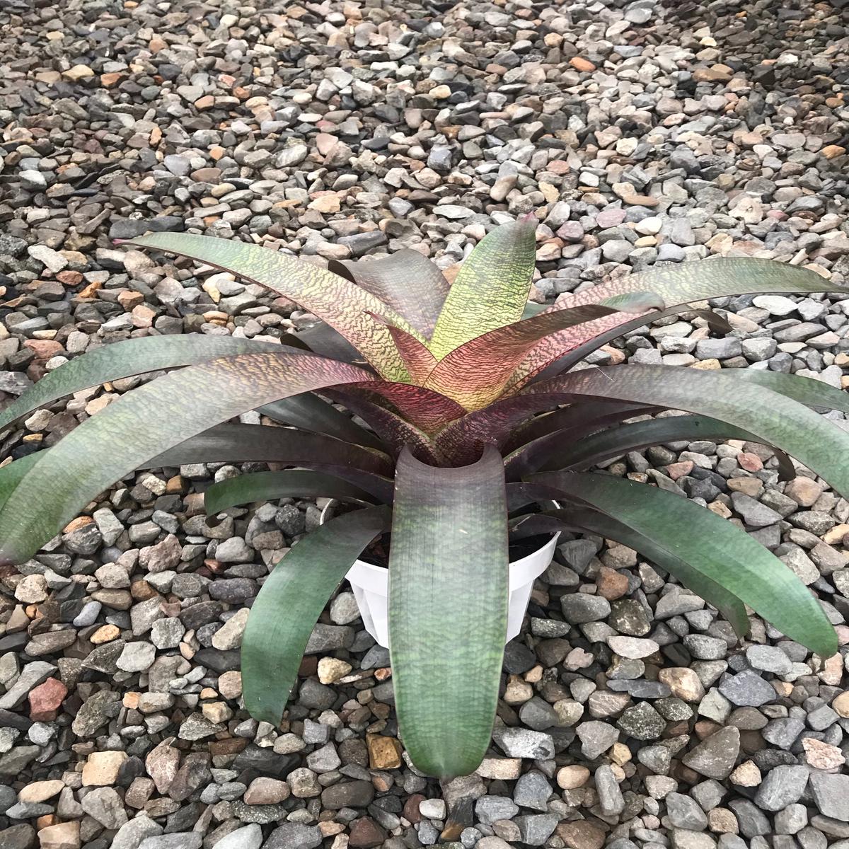 6" Vriesea Cherlette