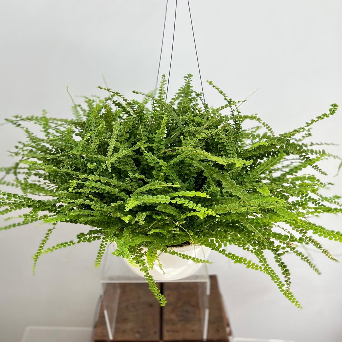 8" Fern, Lemon Button