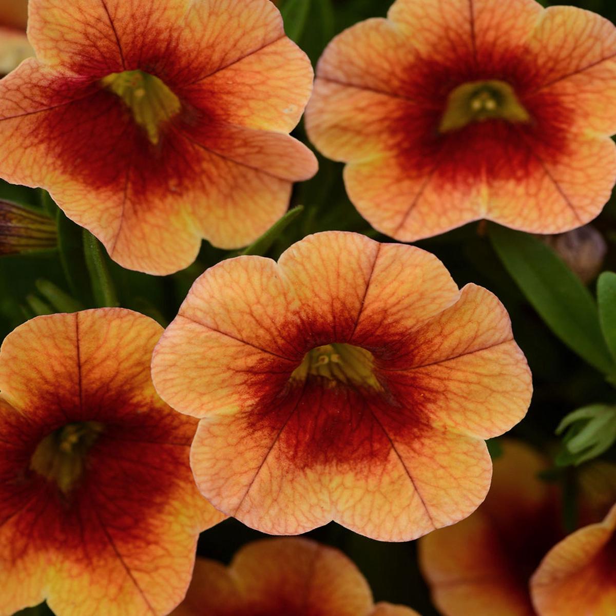 Calibrachoa MiniFamous Neo Orange+Red Eye 4"