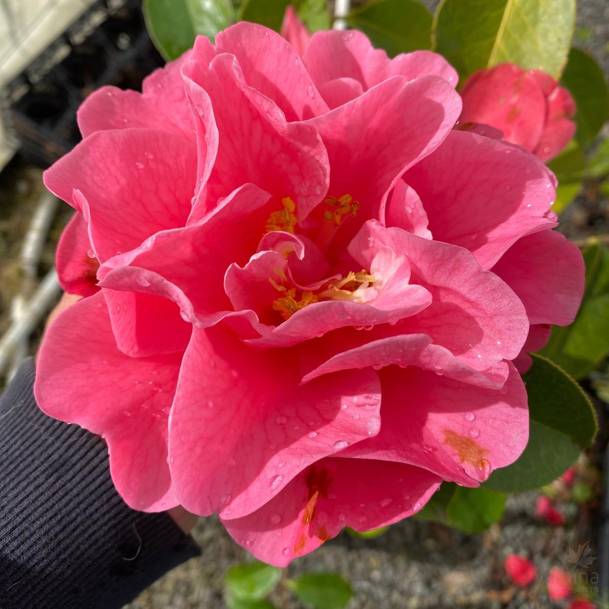 Camellia reticulate Hilary Tremonte