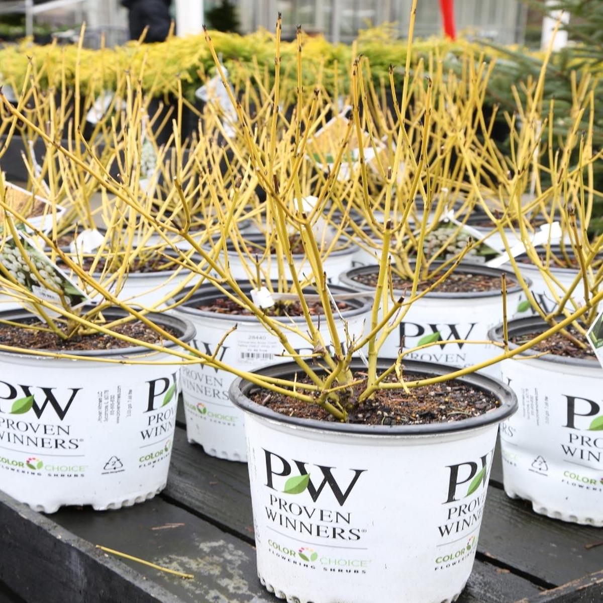 Cornus 'Arctic Fire' Yellow Twig Dogwood 2G