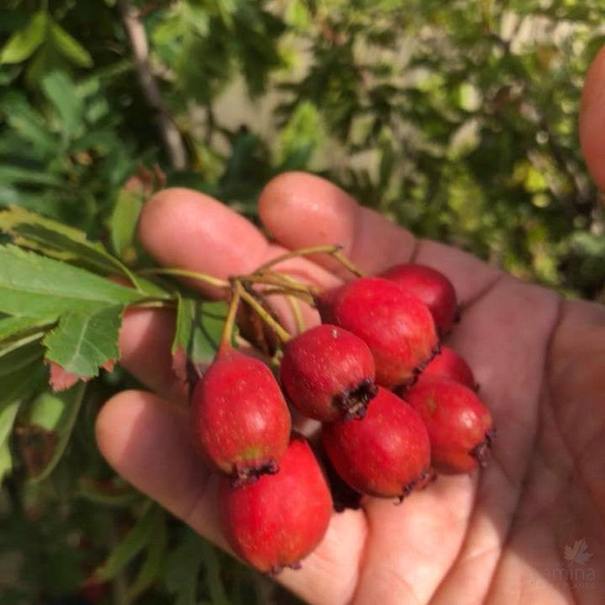Crataegus pinnatifida major (Hawthorn)