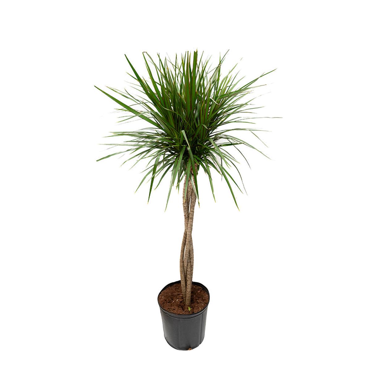 Dracaena/Dragon Tree (Braid) 10"