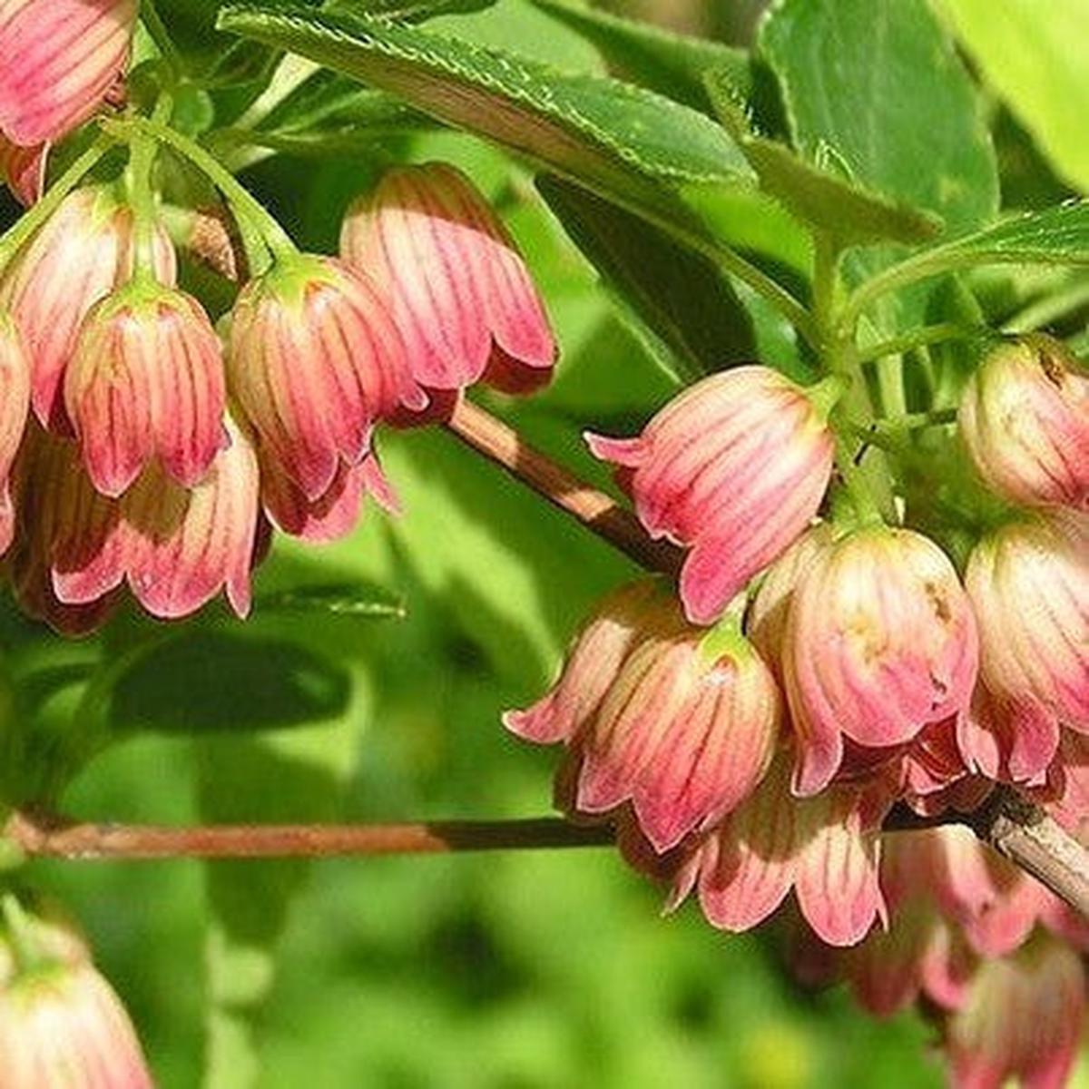Enkianthus chinensis