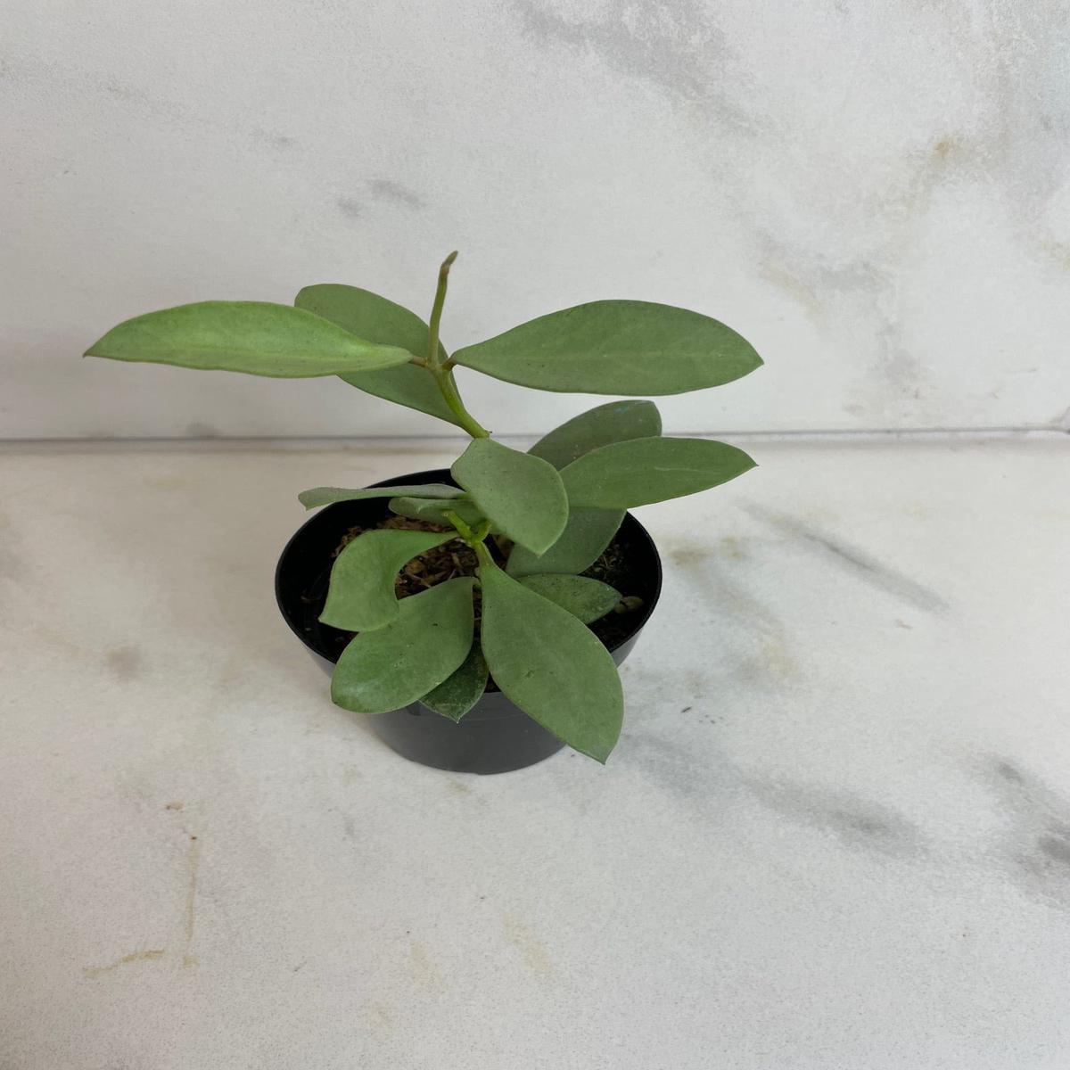 Hoya Nummularioides Silver, 2" Plant