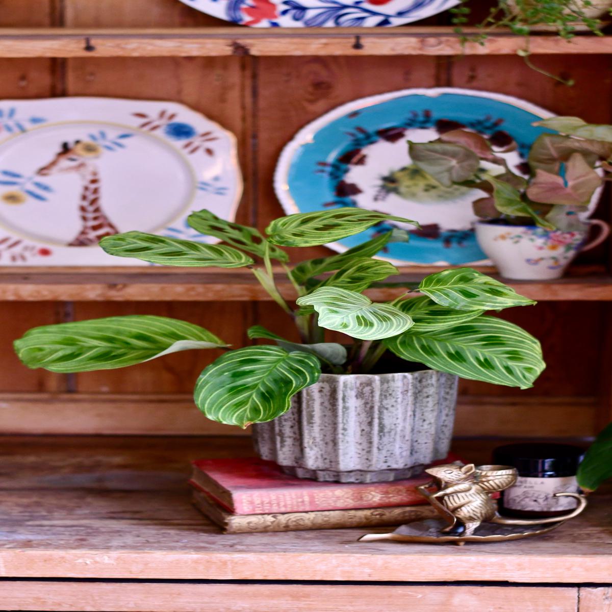 Maranta Fantasy | Light Veins| Rare Plant | Happy Houseplants
