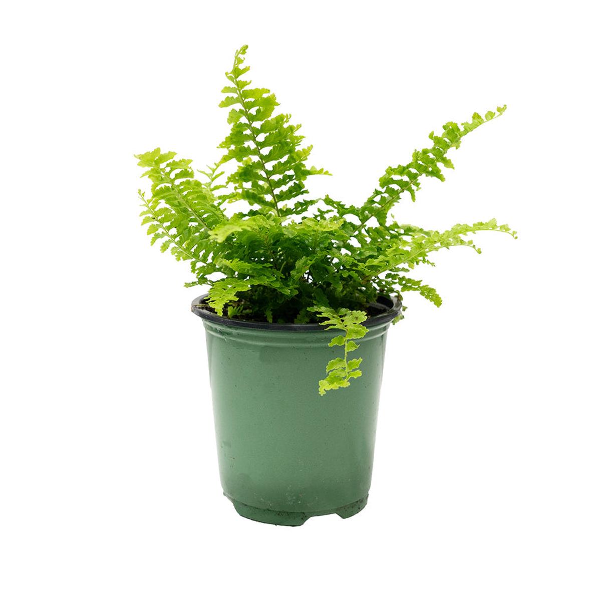 Nephrolepis Exaltata/Fluffy Ruffle Fern 4"