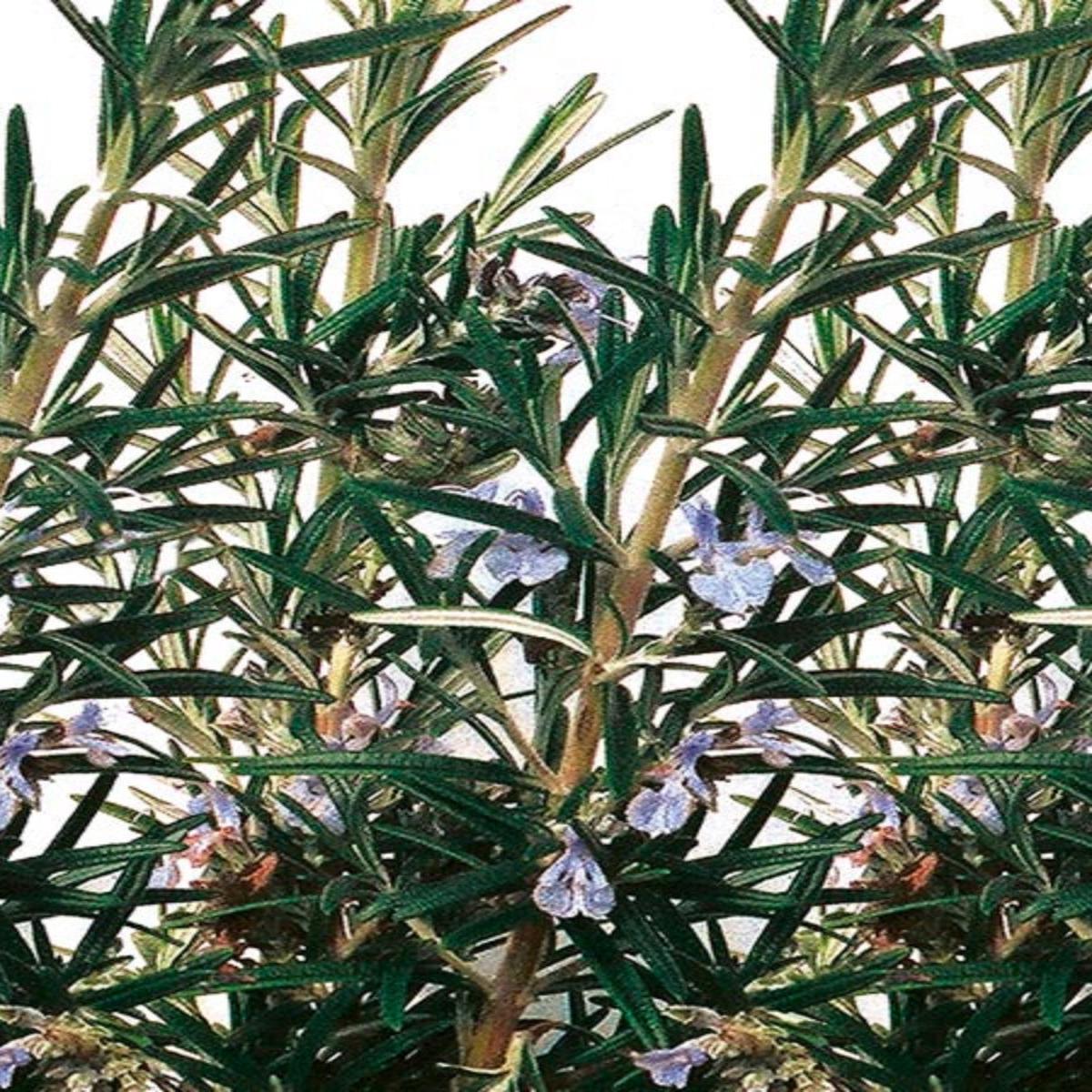 Rosemary 'Gorizia' 4''