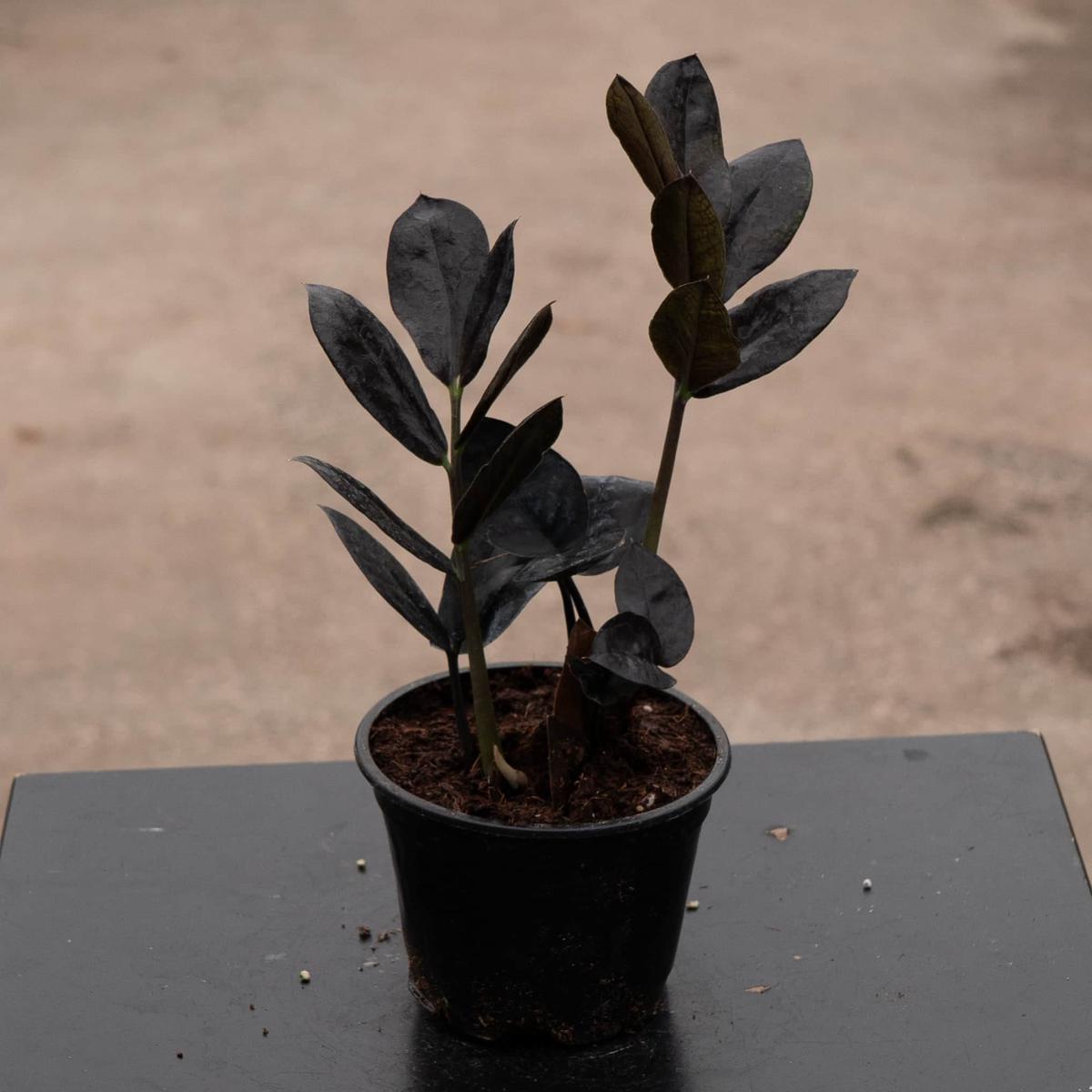 Zamioculcas zamiifolia 'Black Queen'