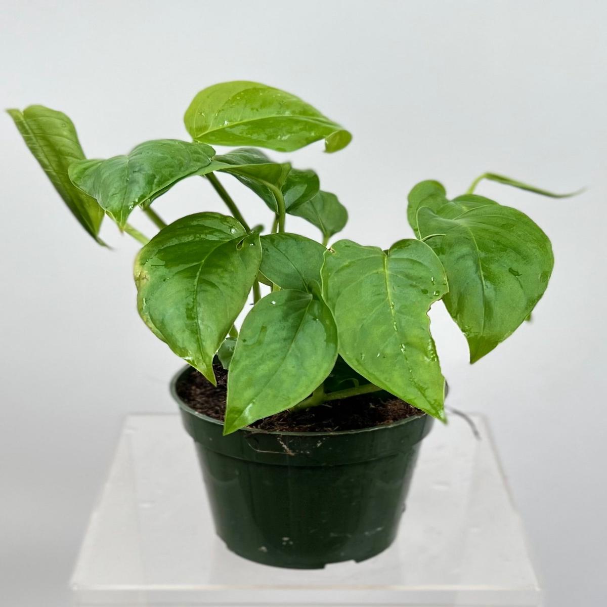 4" Monstera Laniata