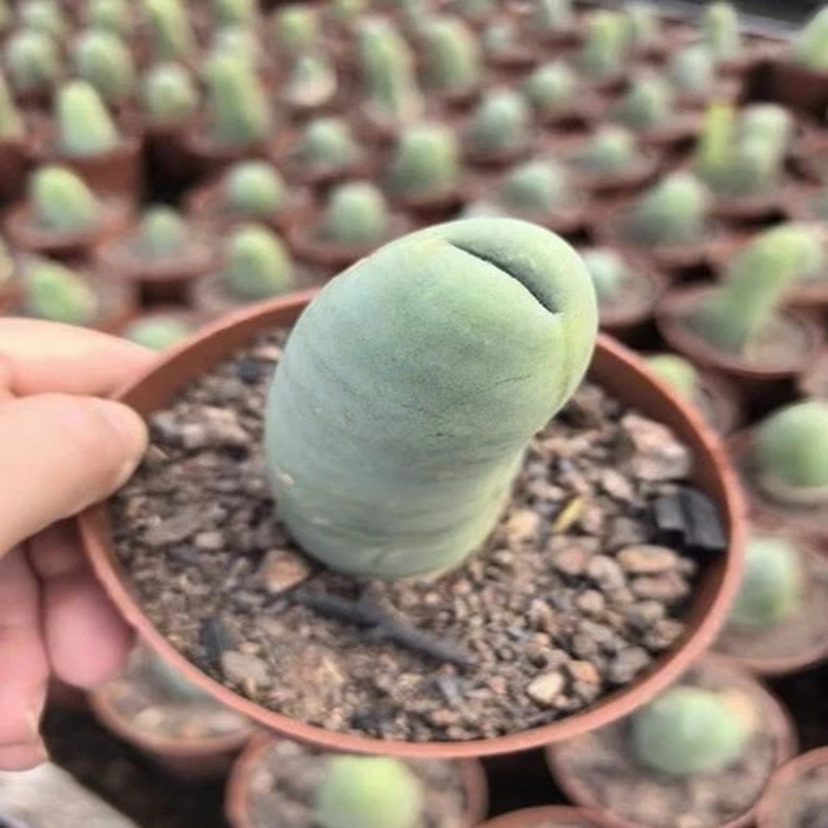 5-10cm 1PCS Live Eulychnia Male Penis Beautiful Garden Outdoor Rare Planting