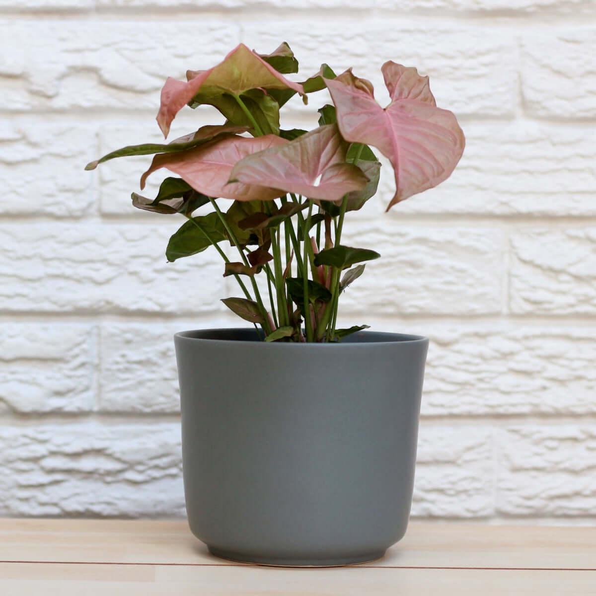 Arrowhead Plant - Neon