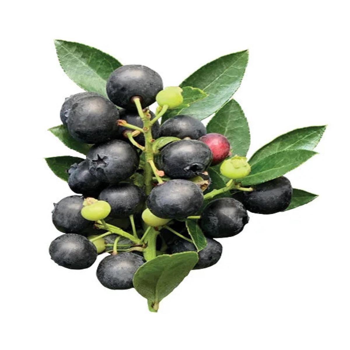 Blueberry Midnight Cascade 10G