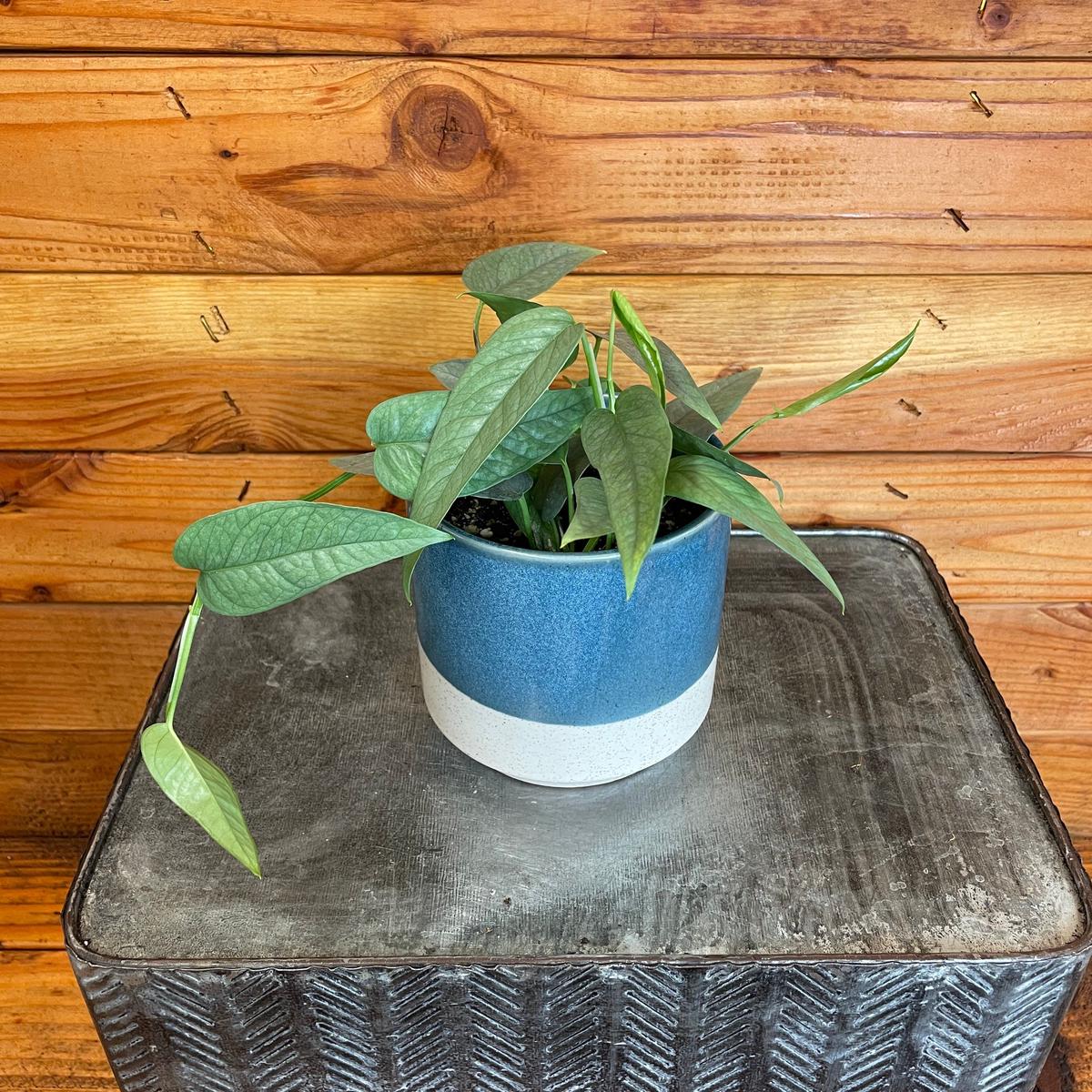 Epipremnum Pinnatum Cebu Blue, 4" Plant