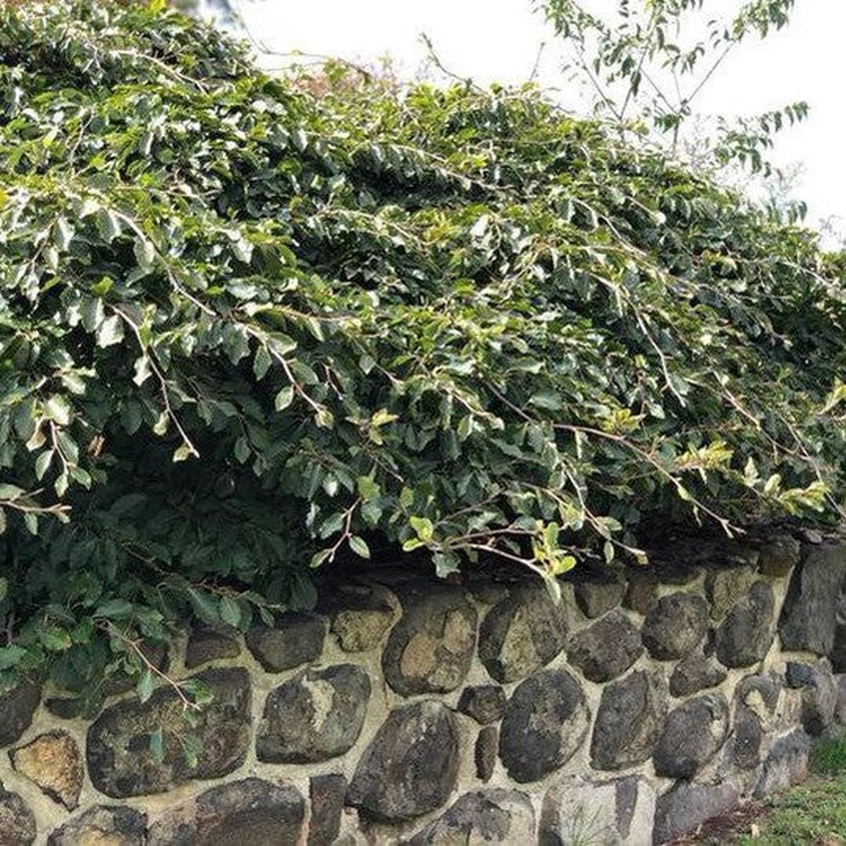 Fagus sylvatica var tortuosa
