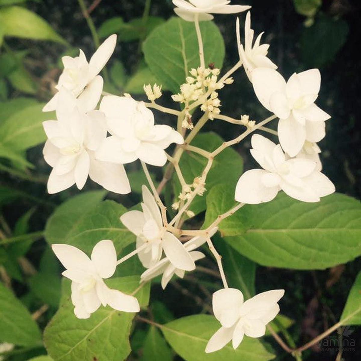 Hydrangea serrata Shirotae