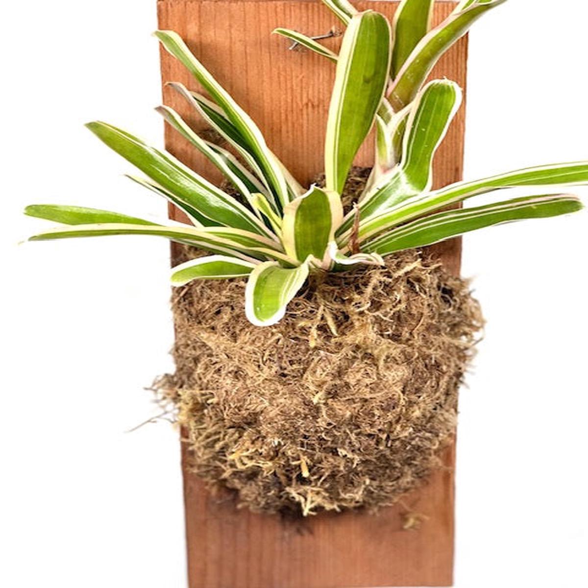 Neoregelia Donger, Plaque, 6"x16"