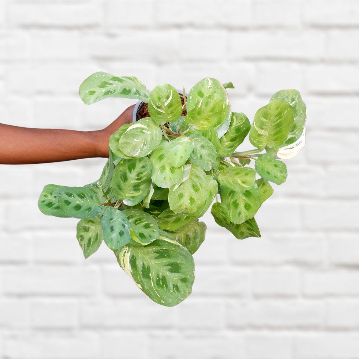 Prayer Plant - Variegated Kerchoveana