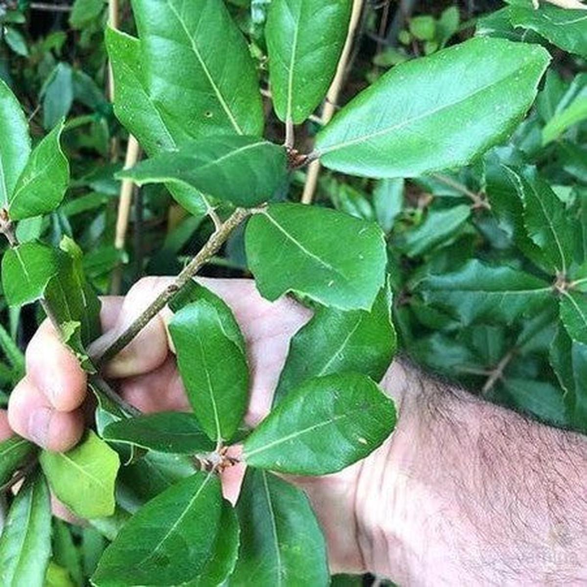 Quercus phillyraeoides