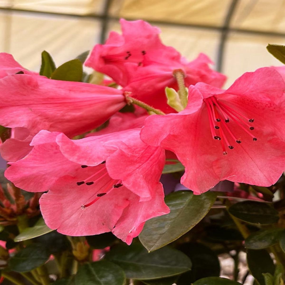 Rhododendron 'Molly Ann' 12-15''